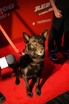 dog on red carpet – Best Places In The World To Retire – International Living